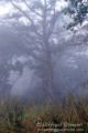 Morning Fog in the Terai